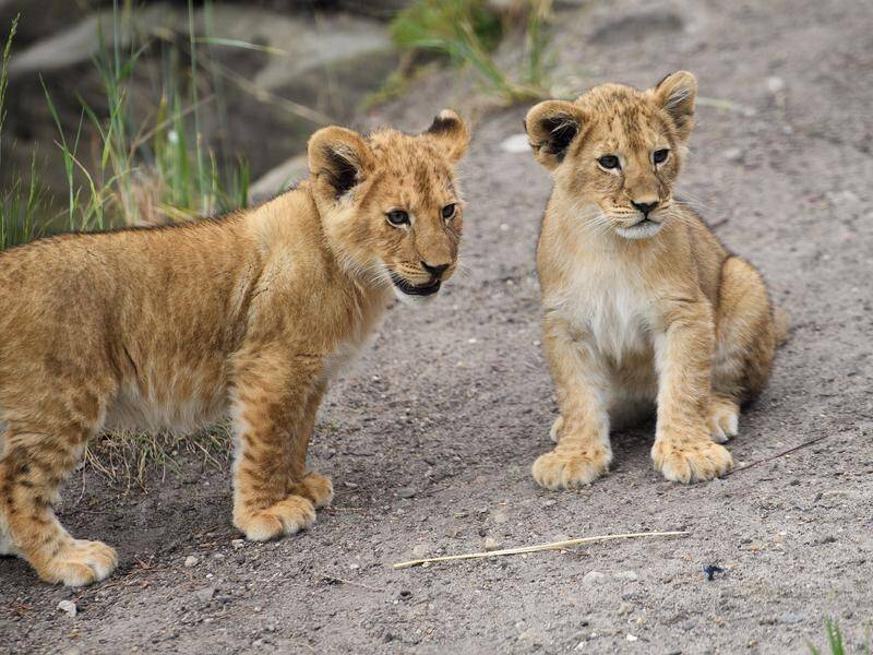 Newly released footage shows a lion cub was the first to breach the fence of its Taronga Zoo den. (Dan Himbrechts/AAP PHOTOS)