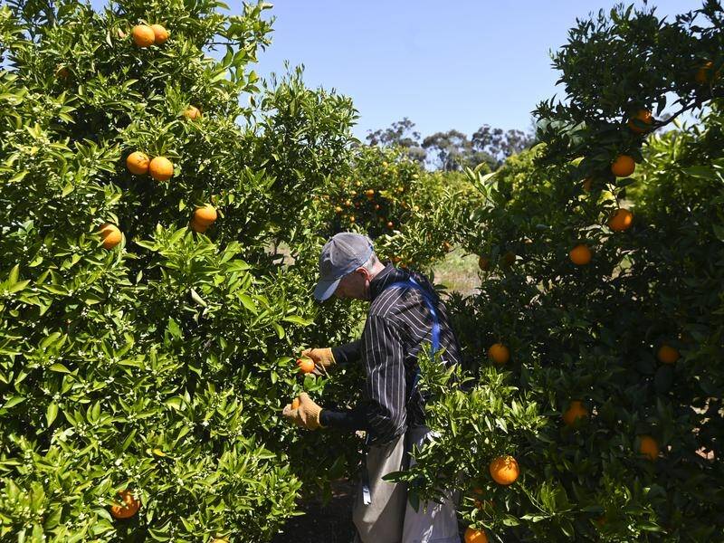Migrants must help Australia's regional industries like fruit picking, Barnaby Joyce says.