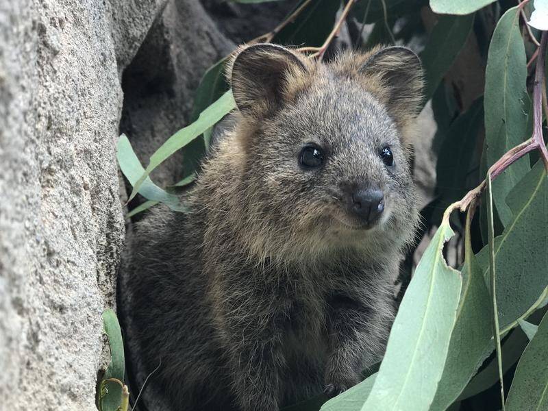 One of the projects aims to protect quokkas from predators in WA's Wellington National Park. (HANDOUT/AUSTRALIAN REPTILE PARK)