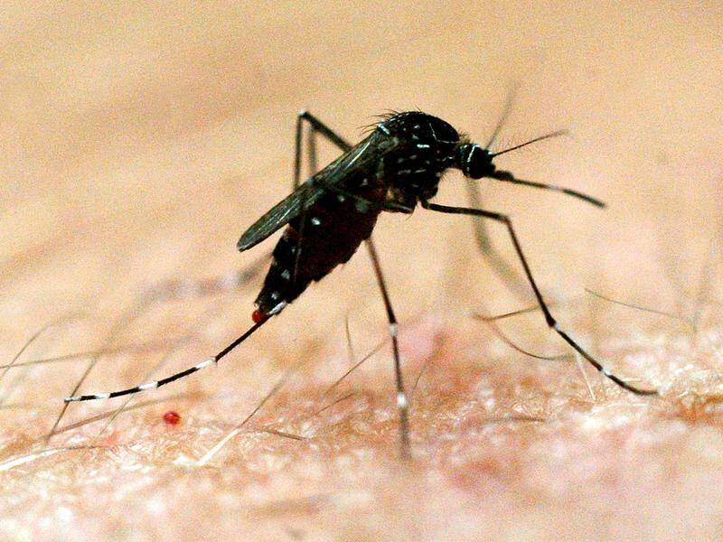 A Melbourne research team has narrowed down disease proteins that could result in a malaria vaccine.