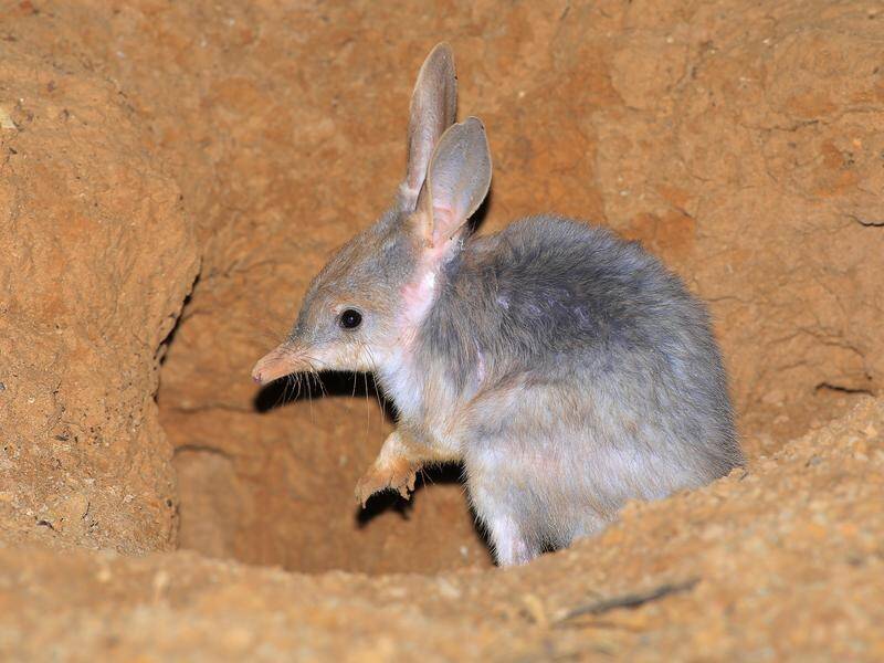 The bilby is facing a major risk of extinction because of introduced predators. (HANDOUT/MINISTER FOR THE ENVIRONMENT AND WATER TANYA PLIBERSEK)