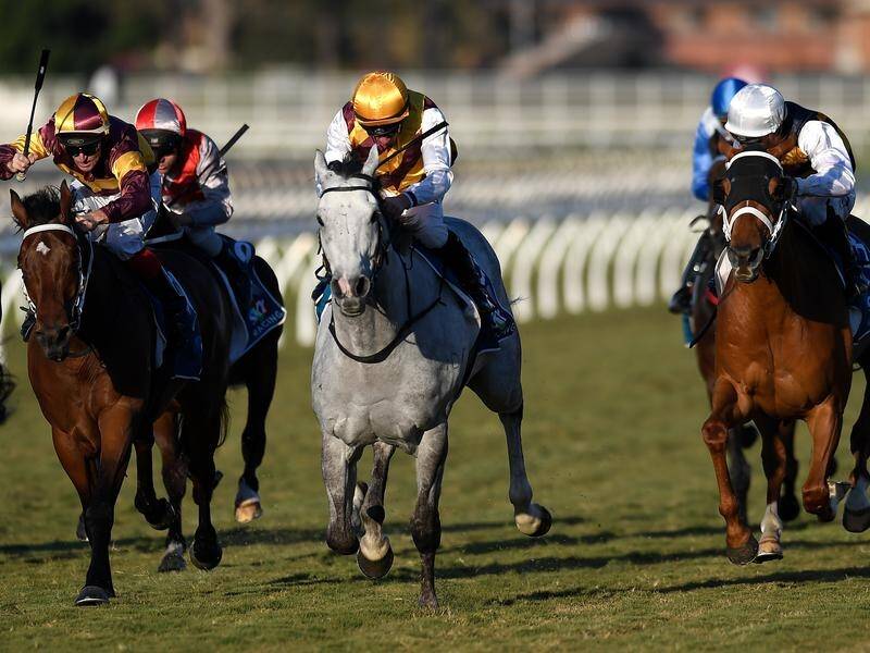 Silvera (grey) will resume in a Listed race at Doomben ahead of bigger summer targets.