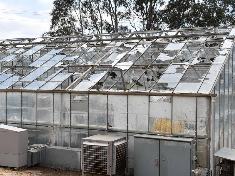 A Canberra hail storm badly damaged more than 90 per cent of the 65 glasshouses at the CSIRO campus.
