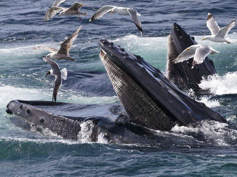 Pacific Ocean humpbacks exhibit evidence of poorer feeding opportunities during La Nina events.