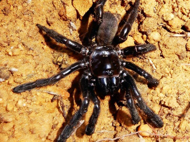 A spider from Western Australia may be the world's oldest after living a very ripe 43 years.