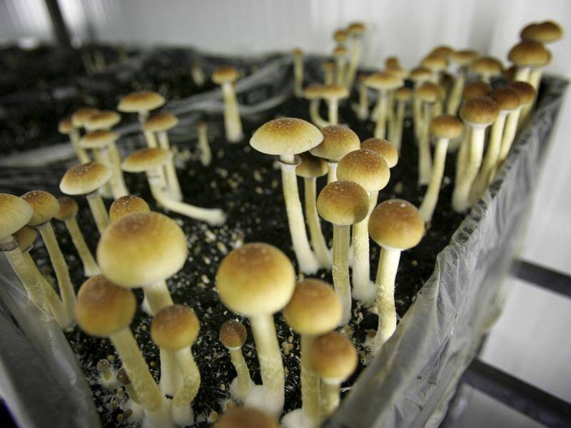 Victoria Police discovered 11kg of magic mushrooms during a raid in Melbourne's northeast.