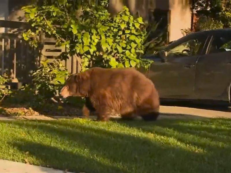 A bear has been tranquilised and then relocated after being found wandering in a Los Angeles suburb.