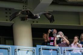 Fans kept a close eye on Auzzie the eagle after he went for an unscheduled flight at Optus Stadium. (David Woodley/AAP PHOTOS)