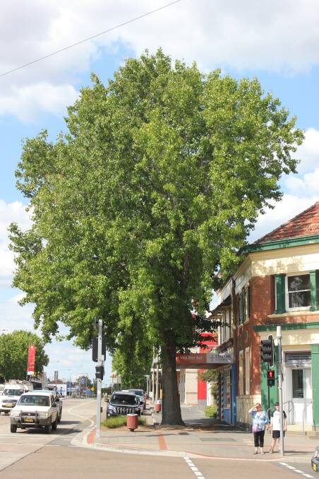 Another Auburn St plane tree is up for the chop.