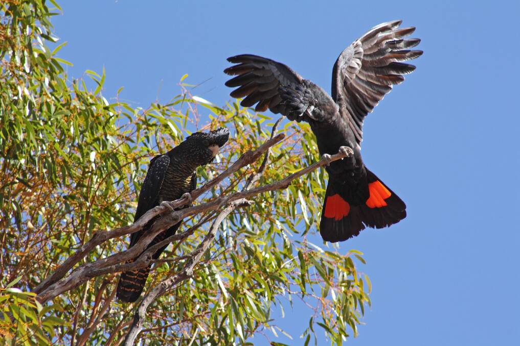 MATES: A male Red Tailed Black Cockatoo and his female companion sunning themselves on a tree branch. (Photo: Bill & Mark Bell). 