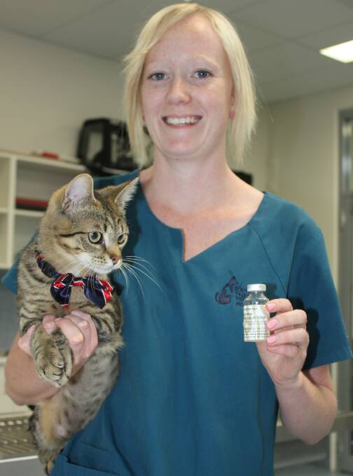 WELL STOCKED: Southern Tablelands Veterinary Clinic nurse Chloe Ryan with a vial of snake anti venom, primarily for bites from tiger and brown snakes, and her domestic shorthair assistant ‘OJ’. Check whether your vet has stocks of anti venom available in case your animal is bitten by a snake,get treatment quickly - and ensure you know what to do in case the snake bites you too! 