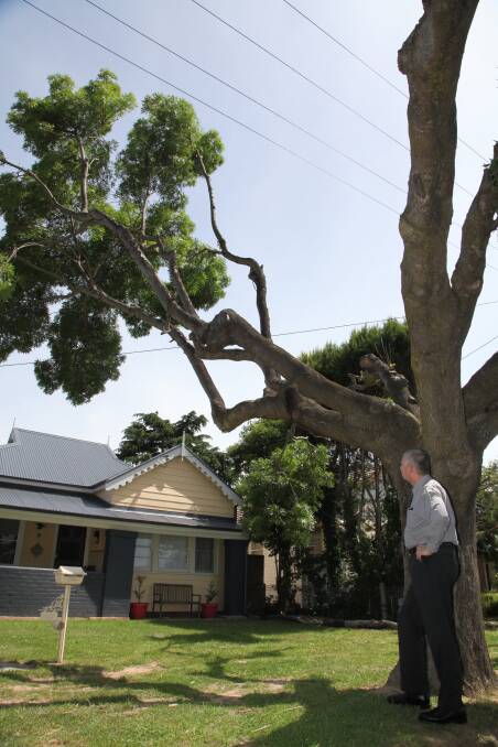 ANGERED: Mayor Geoff Kettle is seething over Essential Energy’s tree trimming program.