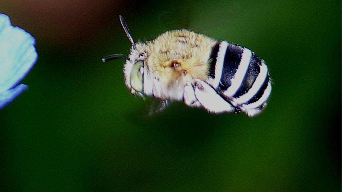 BEE HAPPY: A native Blue Banded Bee in flight. Kids can learn all about bees at Landcare School Holiday Program presentations at Crookwell and Gunning Libraries.