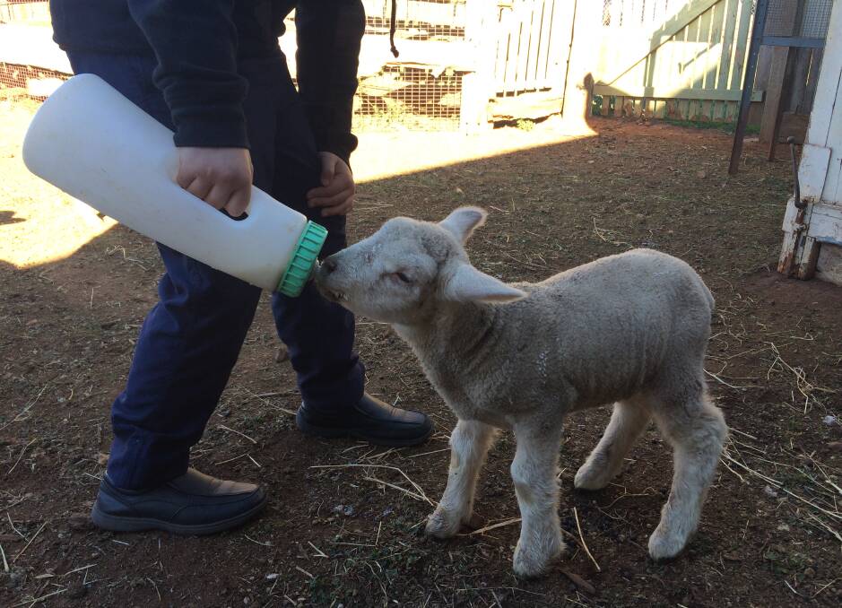 CUTE: Feeding a lamb at the Taralga Wildlife Park. The park opens is every day from 10am to 4pm during the school holidays.
