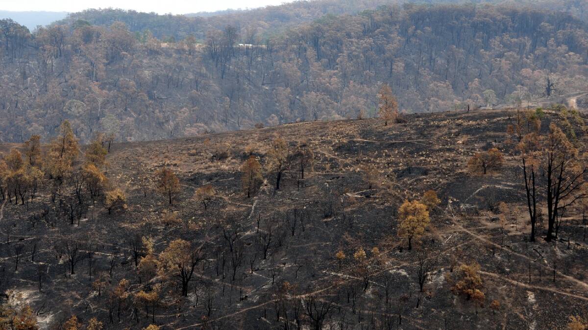 The forest around Wombeyan Caves is burnt by the Green Wattle Creek fire. Photo: Hannah Sparks