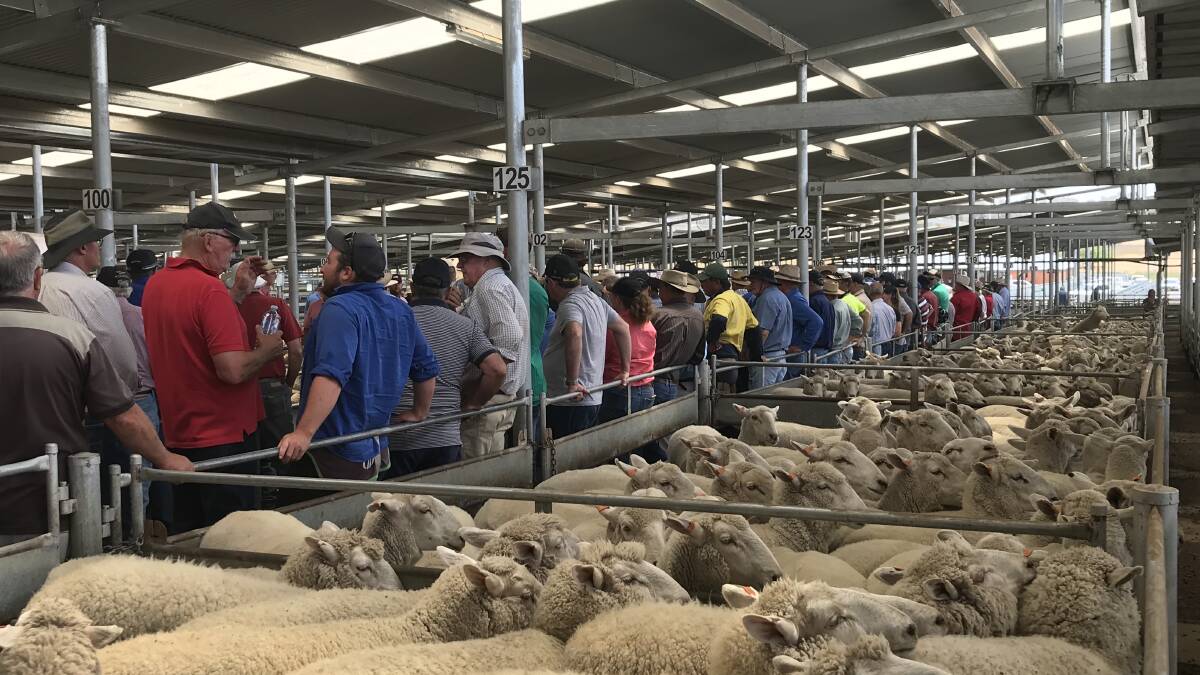 A record crowd was at the 2019 November first-cross ewe sale at the South Eastern Livestock Exchange. Photo: Hannah Sparks