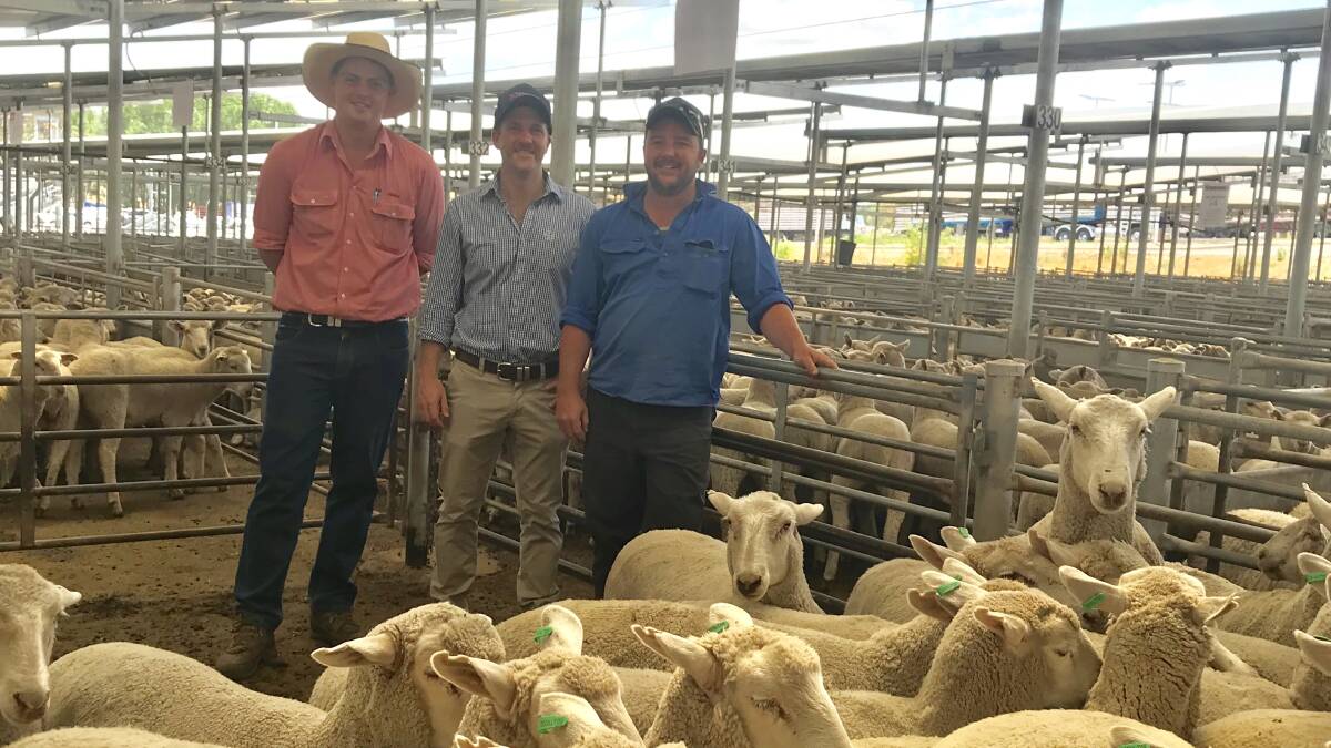 Scott Kensit of Hollywood Pastural Co. at Narrawa is awarded the Best Presented Pen of Ewe Lambs. Pictured with Elders agent Tom McGregor (left) and award sponsor Will King of Bayer Animal Health. Photo: Hannah Sparks