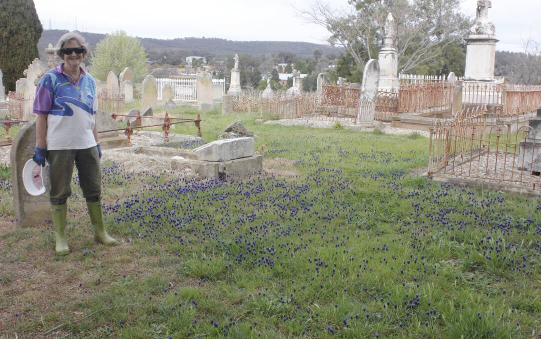 Beautiful: Heather West next to the grape hyacinths at the cemetery. Photos: Burney Wong