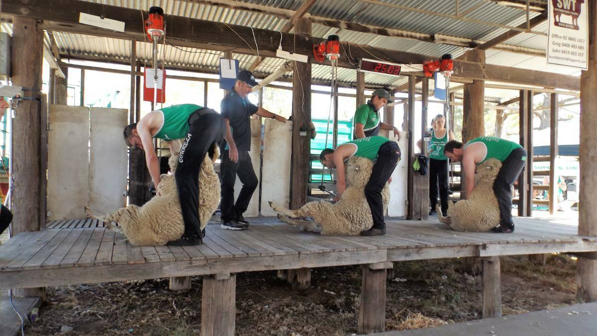 Shearing will be among one of many competitions during the Show at the Gunning Showground on Sunday, February 17.