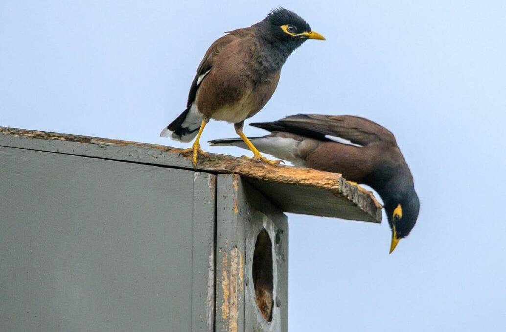 Delve into the issue of Indian Myna birds, nest boxes and habitat for birds. Photo: supplied. 
