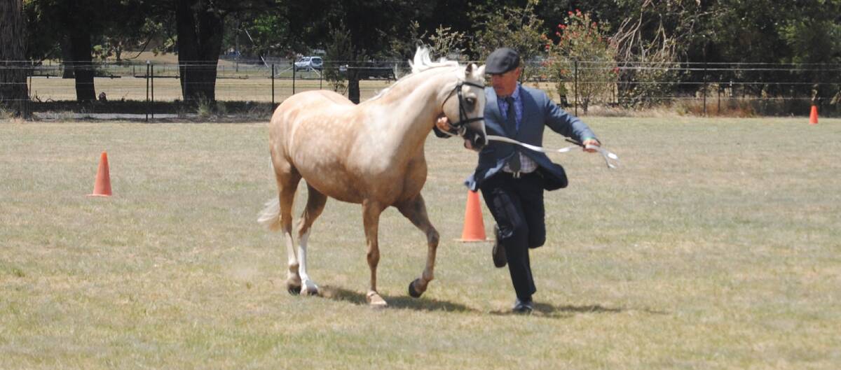 Steve Paris and his pony Stepdon Park Jewel during the dry mare four years and over category. 