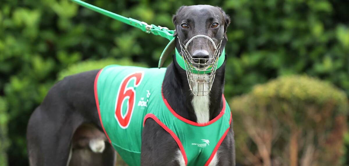 Sonic Oak will lead the local charge in the Southern Stars Series. Photo: Goulburn Greyhound Racing Club