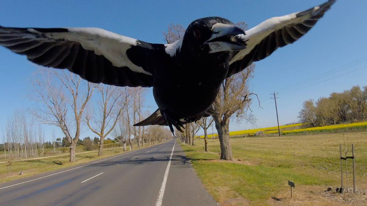 Watch out: The magpie season has started. Photo: file.
