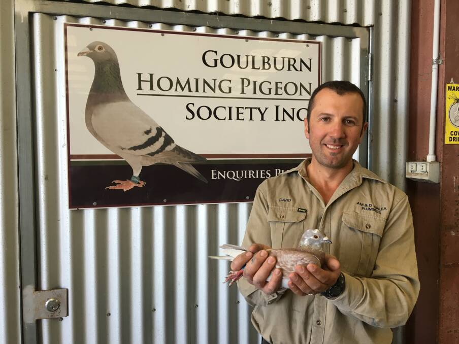 Impressive: David Galea's pigeon Charlie is ending his career on a high after breaking a 137 year record. Photo: David Mills.