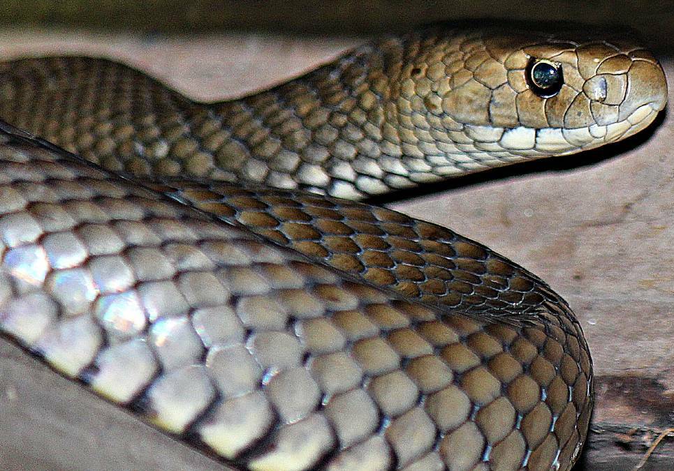 The snake season is almost upon us, but if you leave them alone, they will do the same. Photo: Kay Muddiman