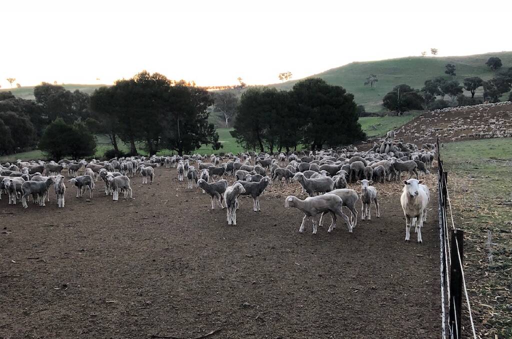 Pastures in the Goulburn area have dried off very quickly in the last couple of weeks with the warms days and windy conditions, says South East Local Land Services senior agriculture advisor Matthew Lieschke. Photo: Supplied