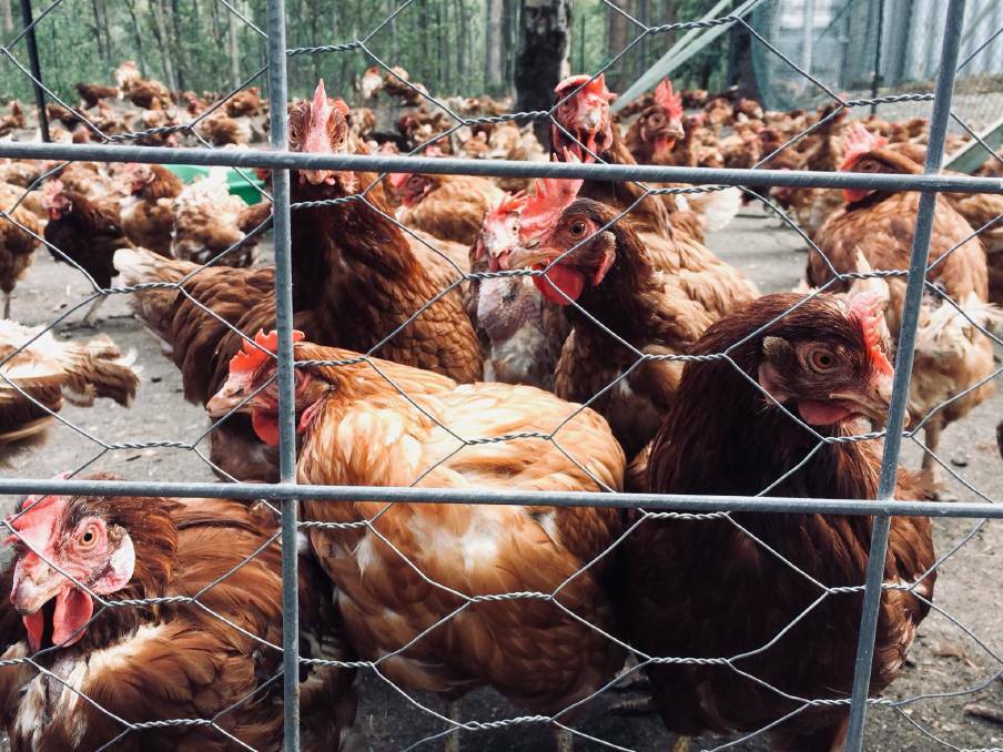 A 'Rescued Chicken Adoption Day' event is being organised by Let The Ladies Go in the Southern Highlands and Goulburn on September 18.