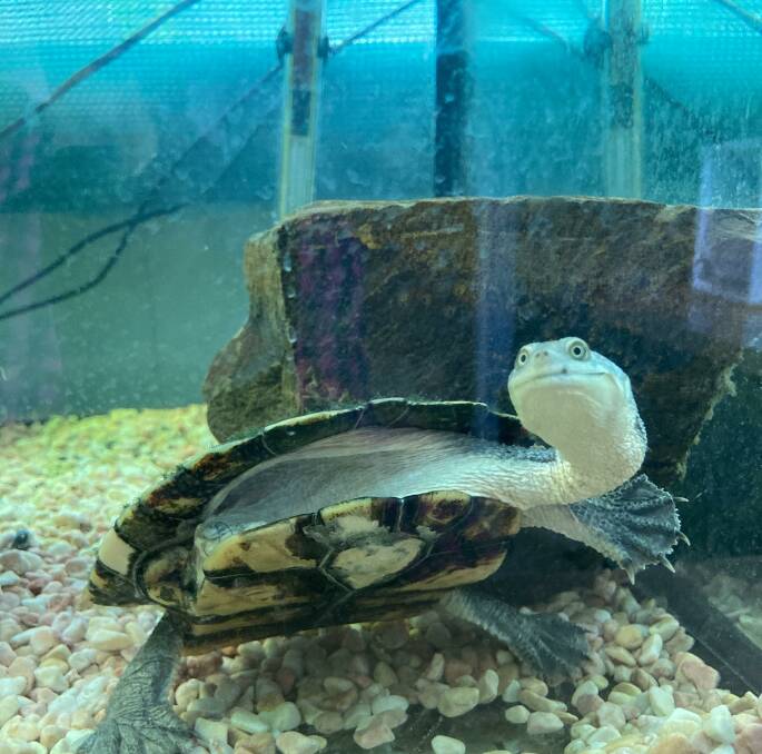 Injured turtle 'Lego' was found on the road in Queanbeyan by a member of the public after it had been hit by a car. Photo: Supplied.