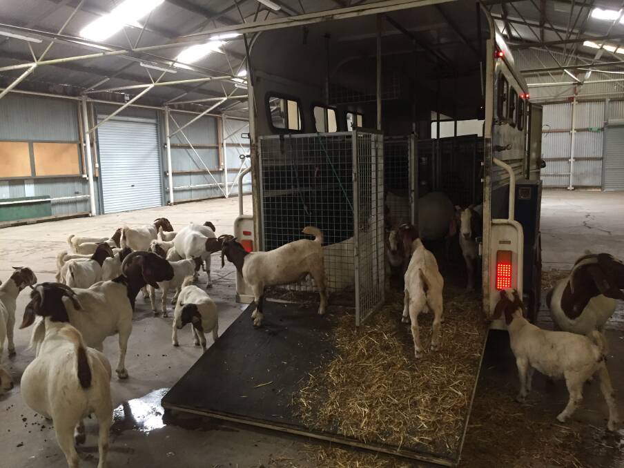 Goats at Goulburn Showground. Pic: Agriculture and Animal Services.