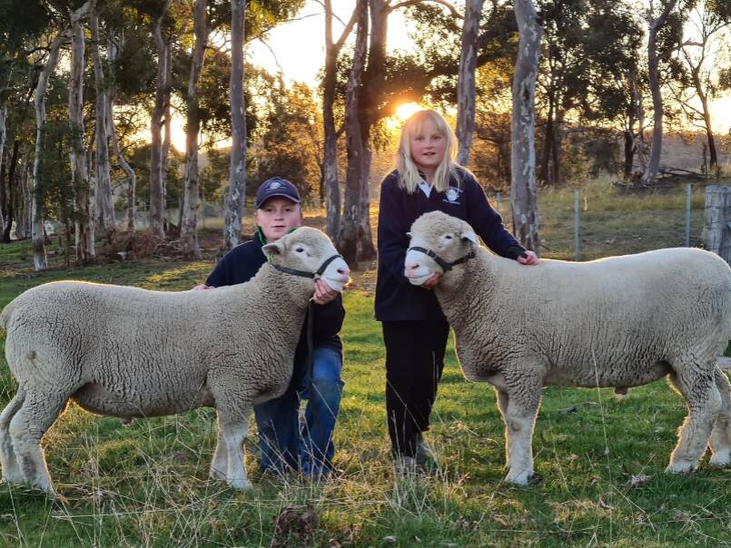 Ashley and Charlotte Cooper from Ashcharmoo Poll Dorsets, Marulan with their 2020 Show Rams. Pic: Supplied