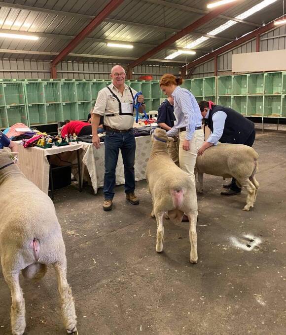 Poll Dorsets sheep from Ashcharmoo Poll Dorsets in Marulan at the Judging and Handling qualifiers for Sydney royal 2020 event held at Goulburn Show in 2020. Pic: Supplied 