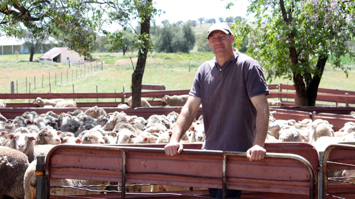 Dr Gordon Refshauge's device aims to accurately condition score ewes to boost flock reproduction rates. Photo: supplied