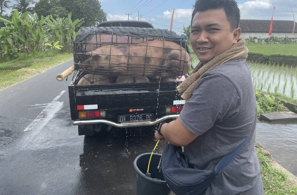 Balinese butcher Bayu Prasetia on the way to Denpasar market with 10 pigs loaded on a small truck. Picture: Donna Page
