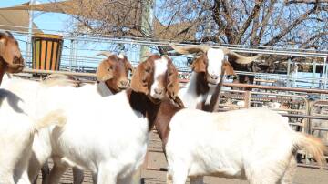 Boer whethers topped at $215 a head at Dubbo sale.