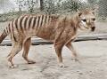 SCIENCE: Scientists say Tasmanian tigers could be reintroduced into Tasmania within 10 years. Picture: National Film and Sound Archive