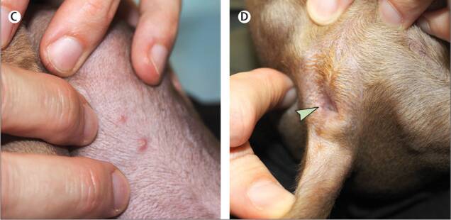 INFECTED: Symptoms of monkeypox in the infected dog. Pictures: The Lancet