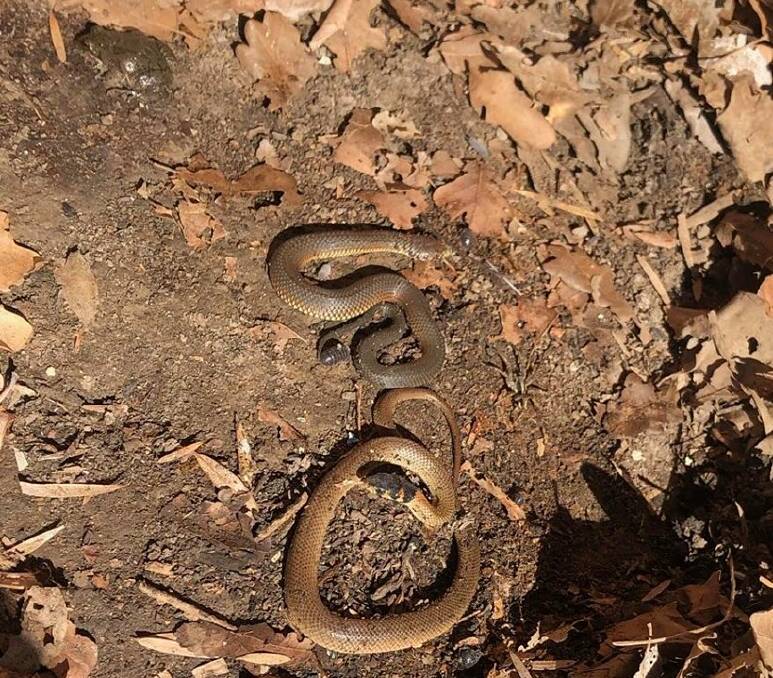 LOOK CLOSELY: A juvenile eastern brown, copperhead and a frog all sheltering together under the same rock at a school in Lyndhurst. Photo: JAKE HANSEN
