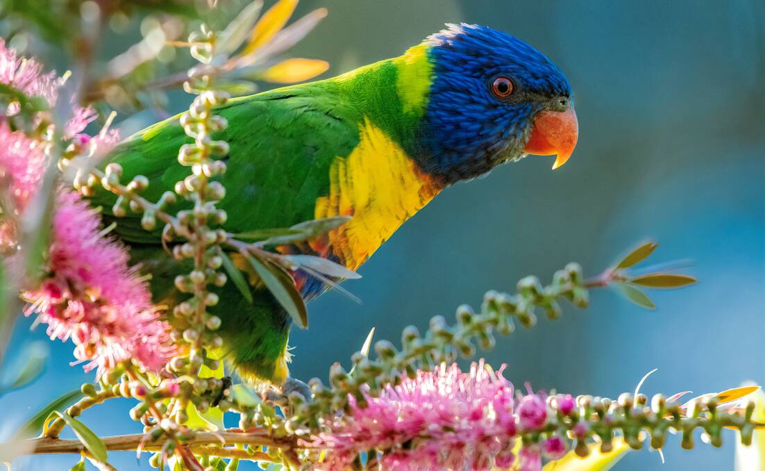 Rainbow lorikeets are among the nectar loving birds attracted by flowering Australian native plants during spring. Picture by Trevor McKinnon