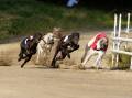 ARREST: A Central West NSW greyhound trainer has been charged after he allegedly gave his dog alcohol before a race. Picture: File
