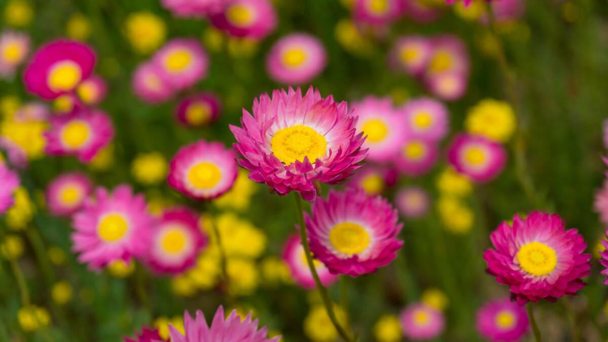 Paper daisies are in bloom. Picture by Shutterstock