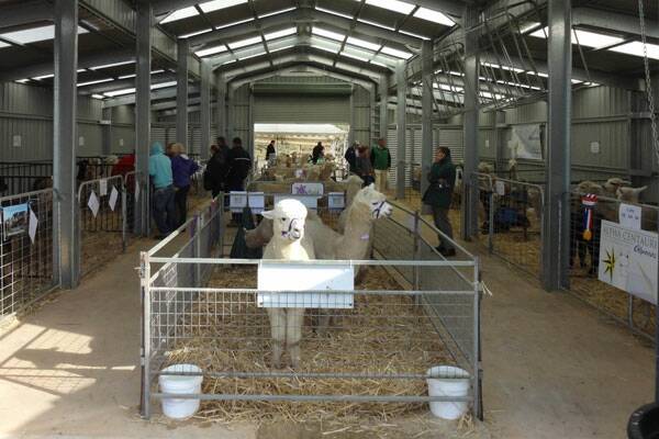 Some of the alpacas on offer at the first sale at the new Australian Alpaca Sales Centre in Jerrawa.  