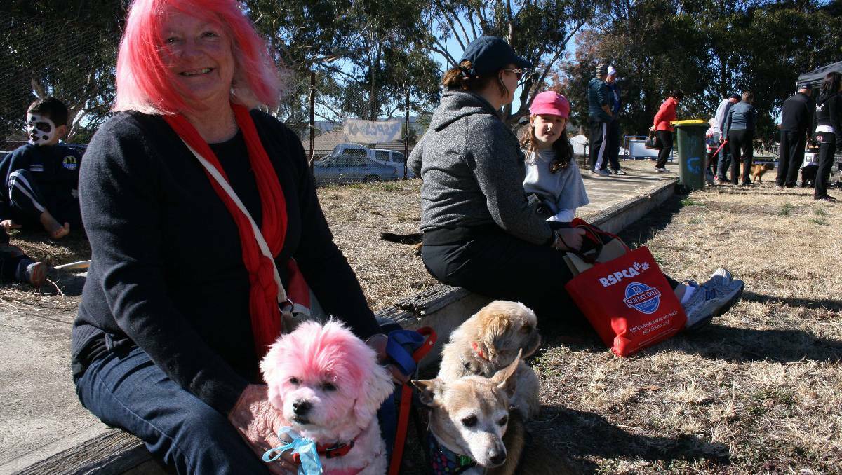  Jackie Piper from Braidwood was in the pink with Tenterfield terrier, Mac and friends Harry and Bobby. All the dogs were rescued from the pound. Photos LOUISE THROWER.