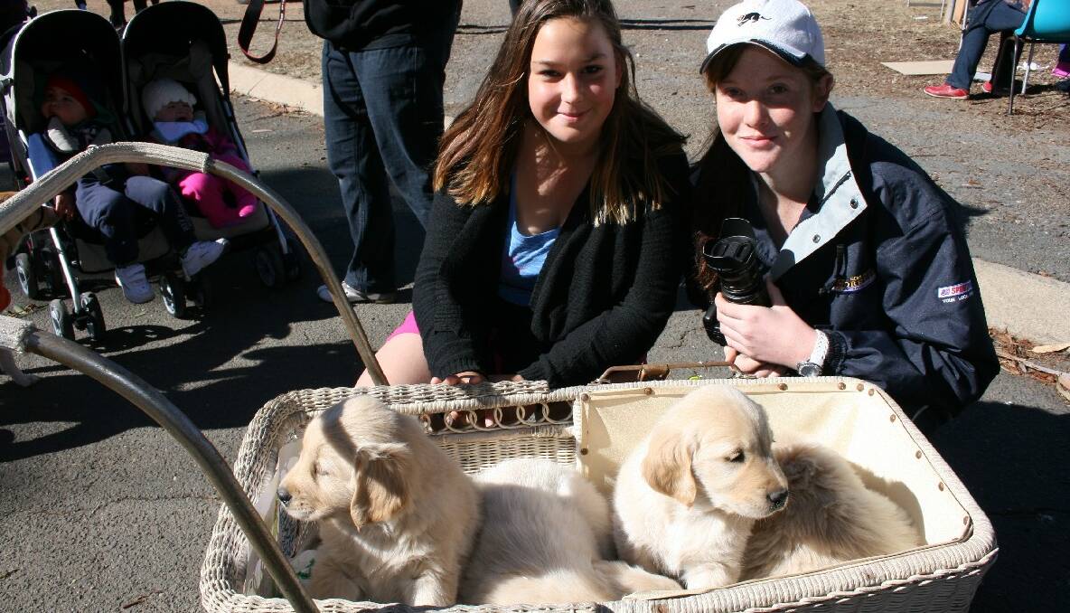 Ashleigh McCartney and Chelsea Clune, both of Goulburn, had these cute golden retriever pups up for sale at Sunday’s walk. Photos LOUISE THROWER.