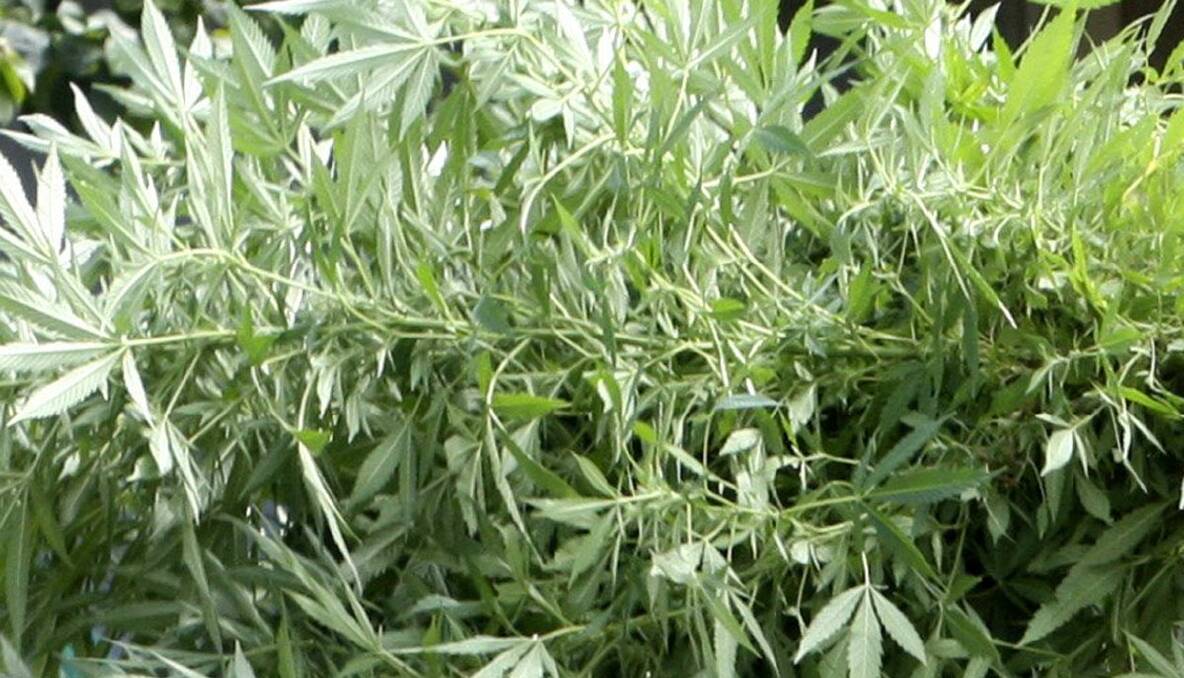 $4 million worth of cannabis seized near Goulburn