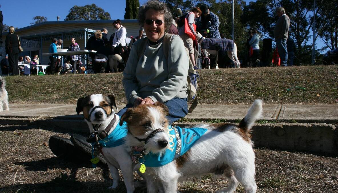 Yvonne South from Goulburn had Jack Russells, Jackie and Jemima, decked out in their finery for the Million Paws walk. Photos LOUISE THROWER.