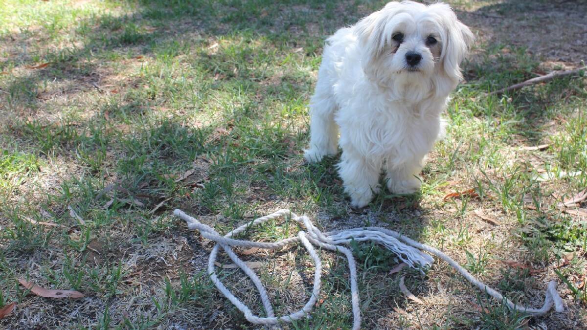 'Little One' pictured alongside the rope that restrained her.